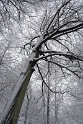 Baum Winter_DSC1360 Kopie